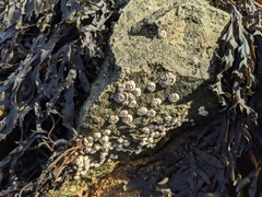 Semibalanus balanoides