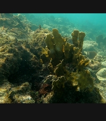 Millepora complanata