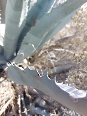 Agave asperrima