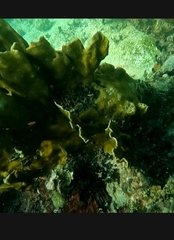 Millepora complanata