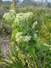 Mikania cordifolia