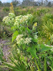 Mikania cordifolia