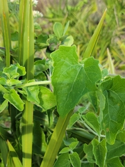 Mikania cordifolia