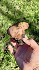 Suillellus amygdalinus