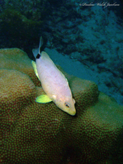 Hypoplectrus unicolor