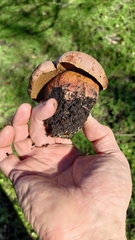 Suillellus amygdalinus