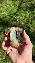 Suillellus amygdalinus