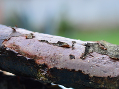 Vuilleminia comedens