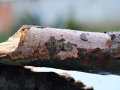 Vuilleminia comedens