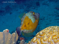 Cantherhines macrocerus