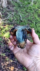 Suillellus amygdalinus