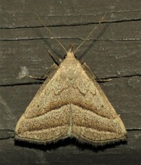 Macrochilo absorptalis