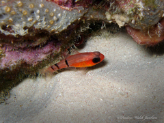Apogon townsendi