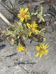 Rayjacksonia phyllocephala