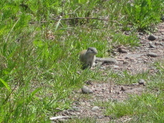 Poliocitellus franklinii