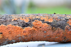 Peniophora incarnata