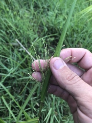Panicum dichotomiflorum dichotomiflorum