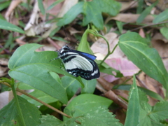 Psychonotis caelius
