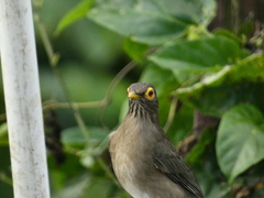 Turdus nudigenis