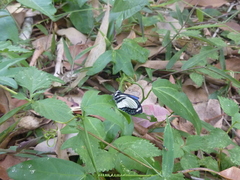 Psychonotis caelius