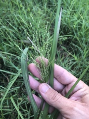 Panicum dichotomiflorum dichotomiflorum