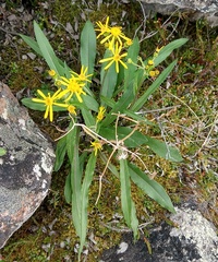 Senecio lugens