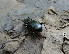 Pterostichus stygicus