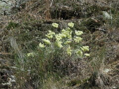 Eriogonum heracleoides