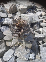 Notothlaspi rosulatum