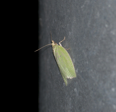 Tortrix viridana