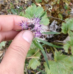 Saussurea angustifolia