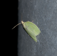 Tortrix viridana