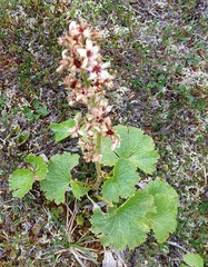 Boykinia richardsonii