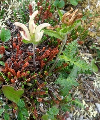 Pedicularis capitata