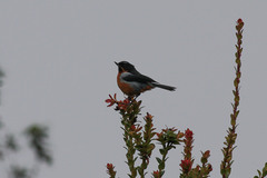 Diglossa brunneiventris