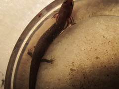 Pseudotriton montanus