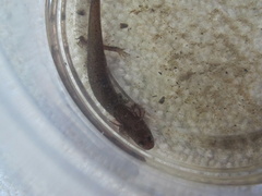 Pseudotriton montanus