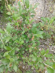 Salix alaxensis