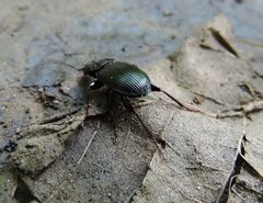 Pterostichus stygicus