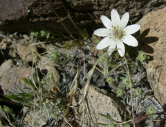 Anemone tuberosa