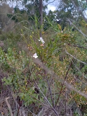 Prostanthera nivea