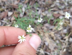 Cerastium beeringianum