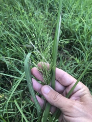 Panicum dichotomiflorum dichotomiflorum