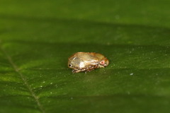 Clastoptera xanthocephala