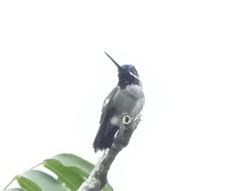 Heliomaster longirostris
