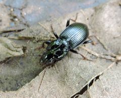 Pterostichus stygicus
