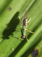 Raphiocera