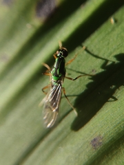 Raphiocera
