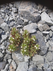 Epilobium pycnostachyum