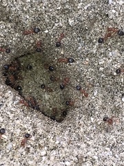 Endiodioctes